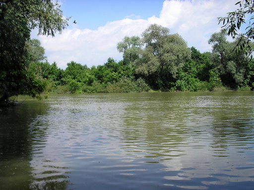 Nbodrog_arter56
