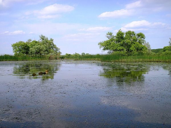 Bodrog ártér 2011 060