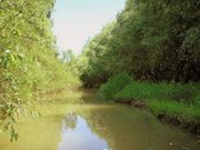 Nbodrog_arter47