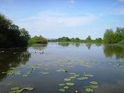 Bodrog ártér 2011 054